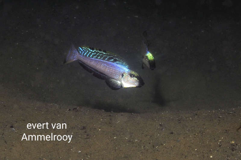 Enantiopus melanogenys 'Isanga Bay'